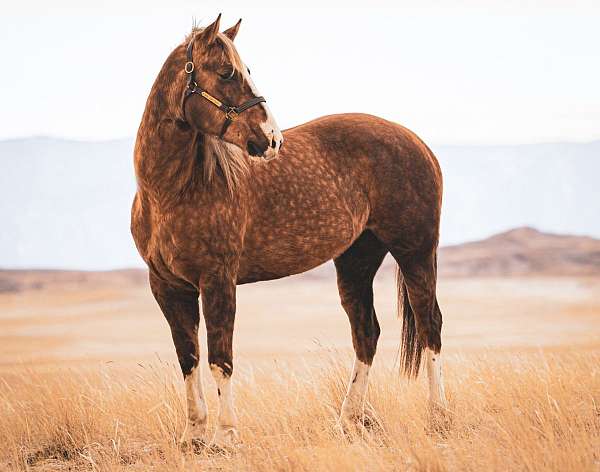 athletic-quarter-horse