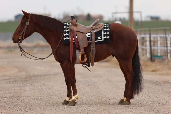 all-around-quarter-horse