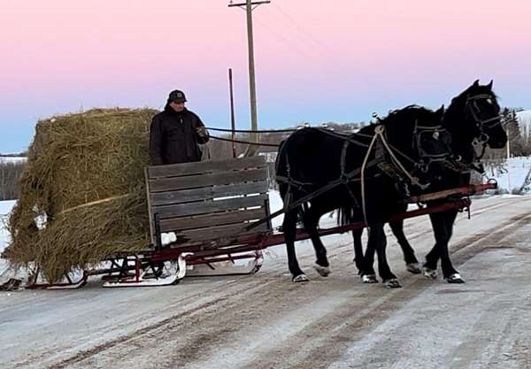 cross-percheron-horse