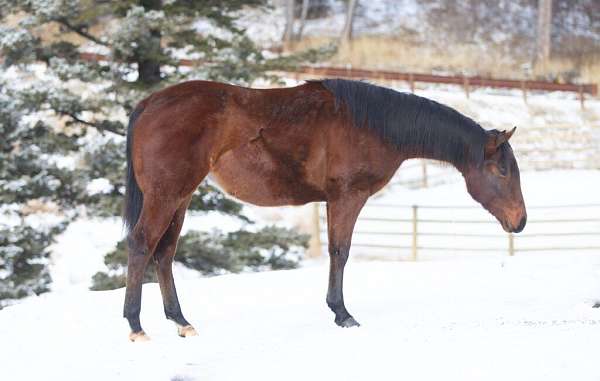 athletic-quarter-horse