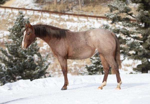 athletic-quarter-horse