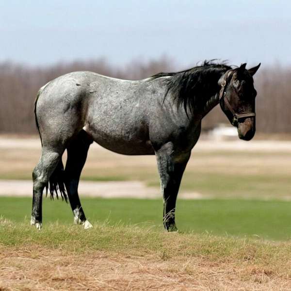 athletic-quarter-horse