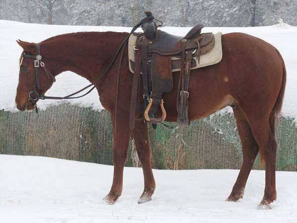 athletic-quarter-horse