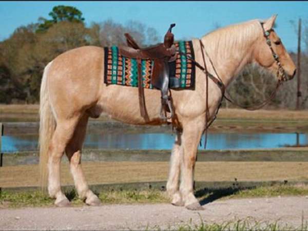 anyone-draft-horse