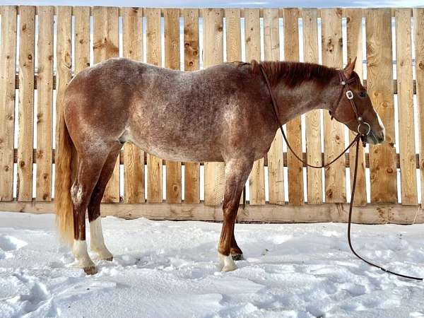 athletic-quarter-horse