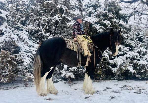 all-around-clydesdale-horse