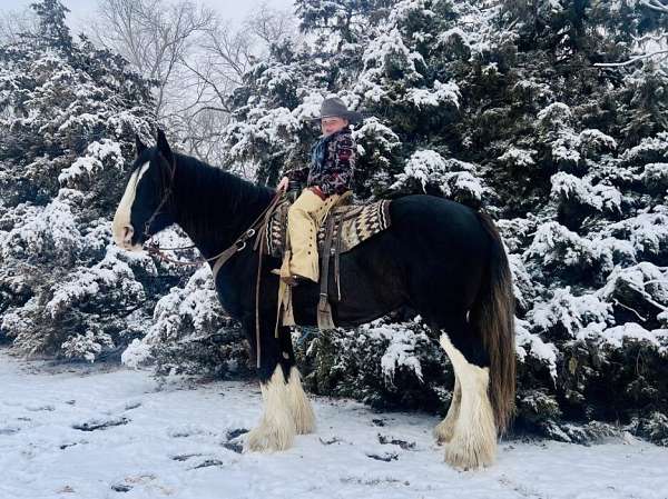 athletic-clydesdale-horse