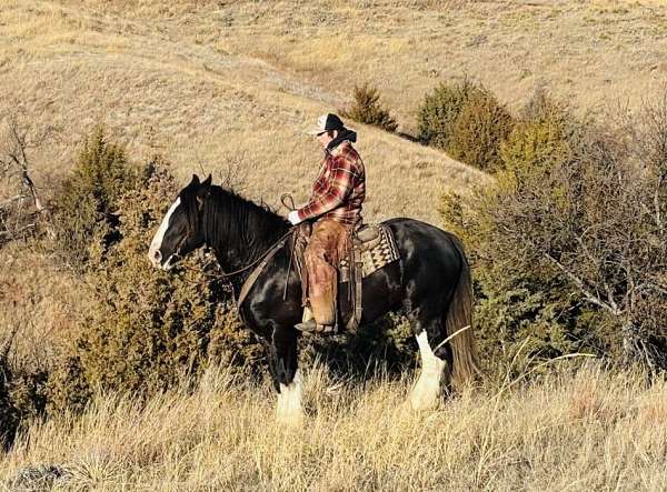 cross-clydesdale-horse