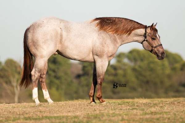 athletic-quarter-horse