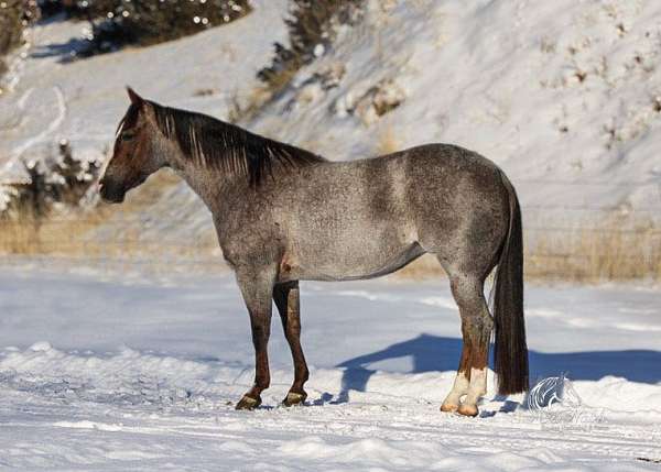 athletic-quarter-horse