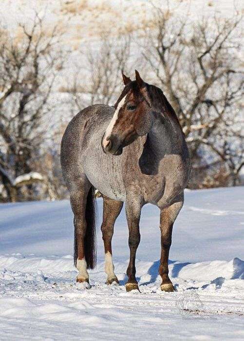 breeding-quarter-horse