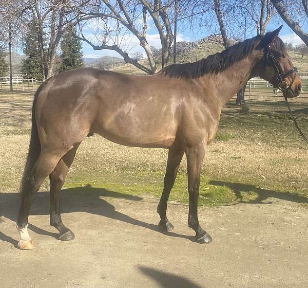 dressage-thoroughbred-horse