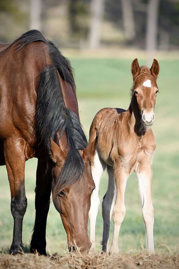 red-roan-roan-twhbea-mare