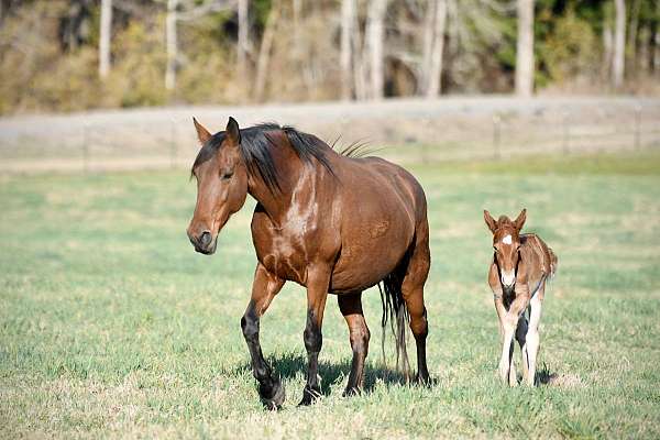 red-roan-roan-twhbea-broodmare