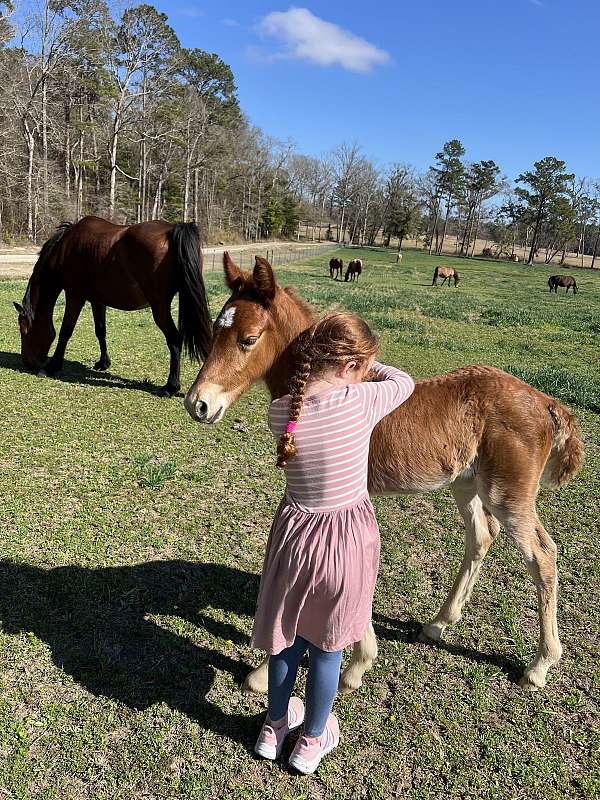 red-roan-roan-twhbea-filly