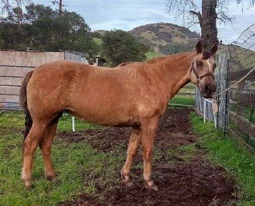 chocolate-palomino-morgan-mare