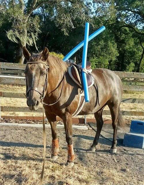 chocolate-palomino-morgan-horse