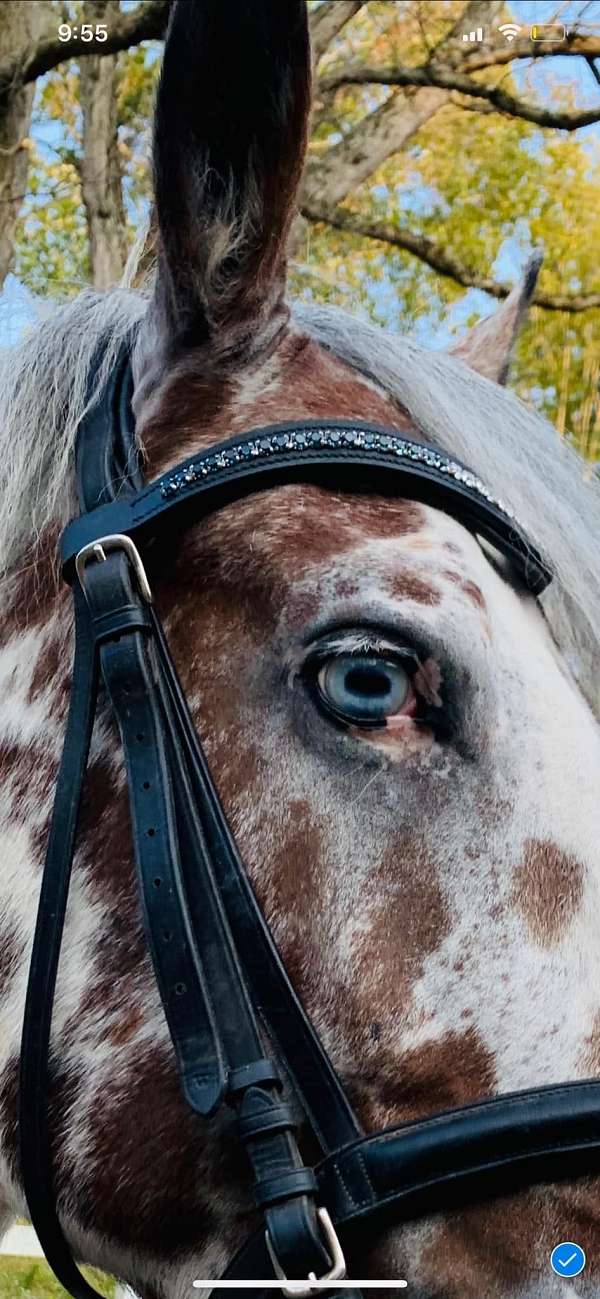 friesian-cross-leopard-horse