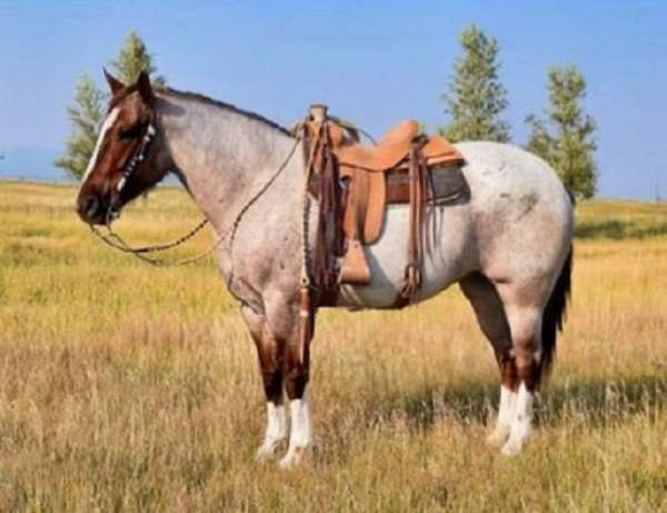 all-around-draft-horse