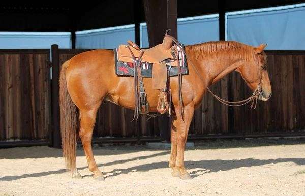 ranchy-gelding