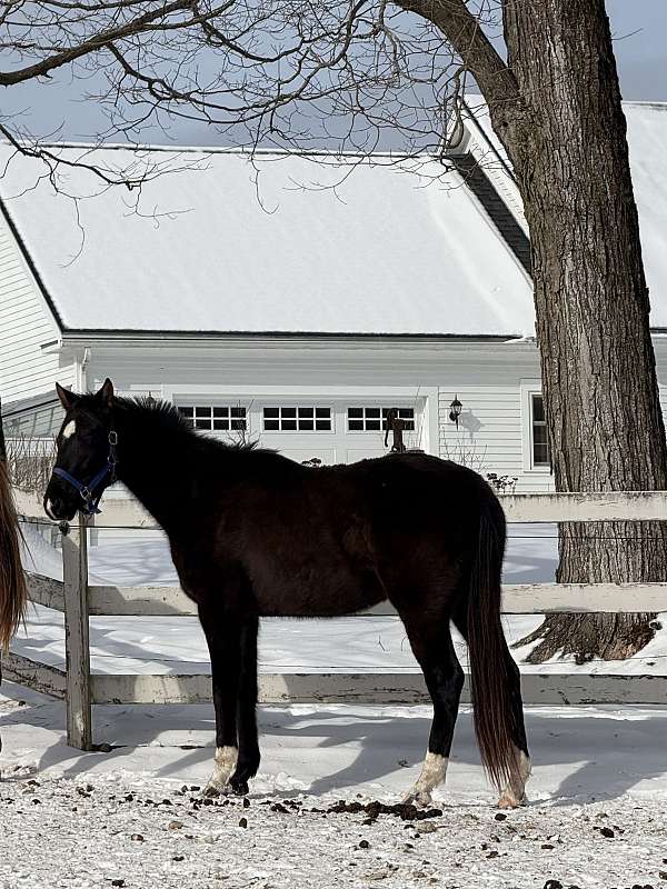 bred-to-hanoverian-horse