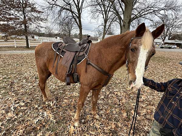 therapy-kentucky-mountain-horse