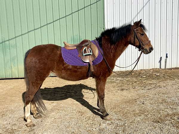 blaze-white-hind-socks-pony