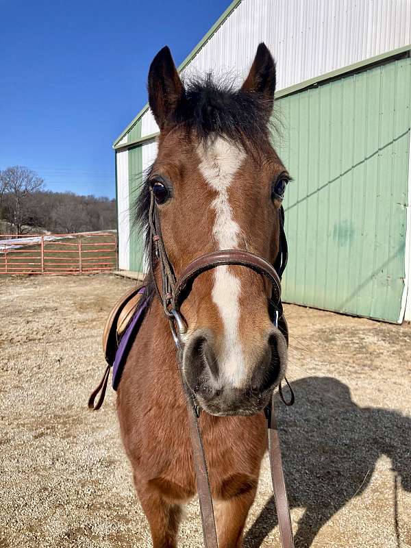 bay-blaze-white-hind-socks-pony