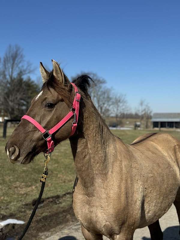 buddy-rocky-mountain-horse