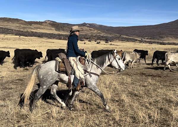 15-hand-quarter-horse-gelding