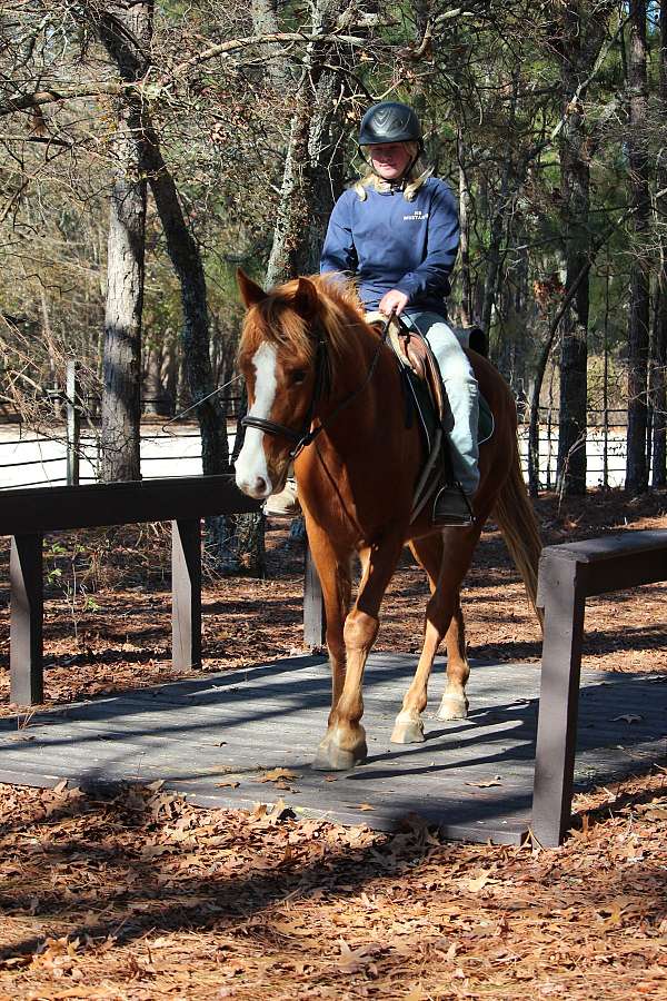 blaze-lacing-horse