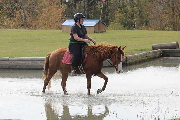 chestnut-blaze-lacing-horse