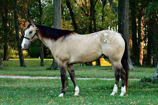 imported-appaloosa-horse