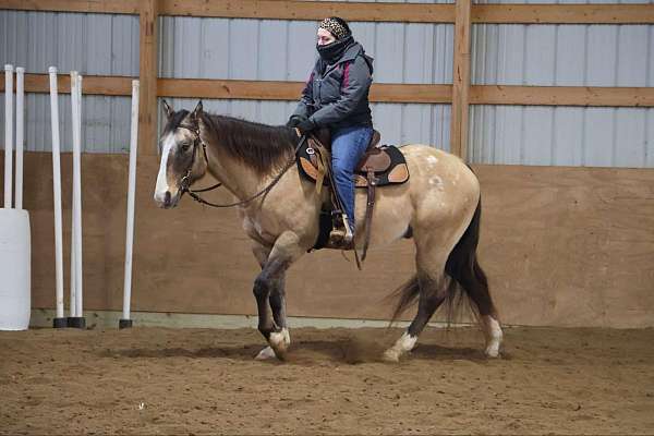 loves-people-appaloosa-horse