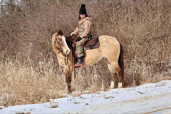 socks-appaloosa-horse