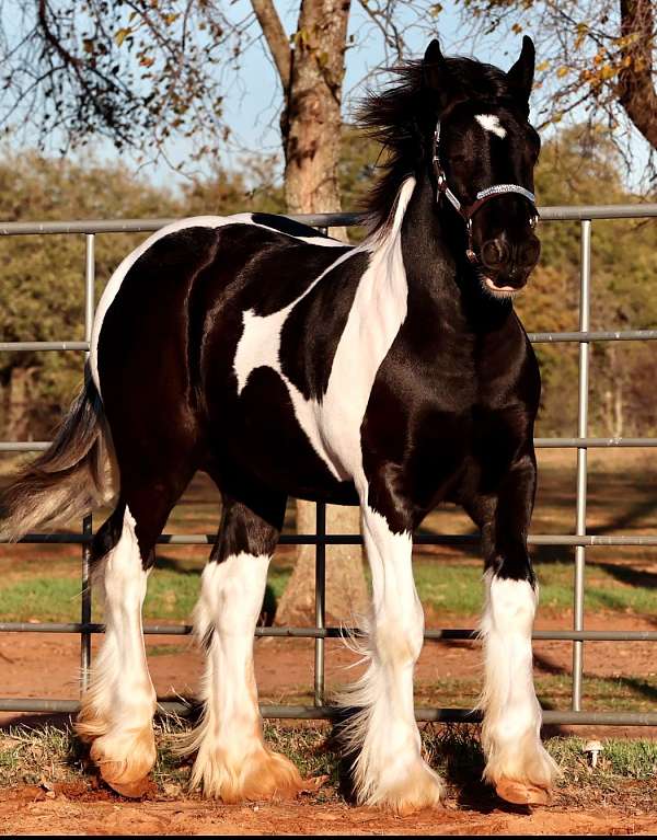 high-gypsy-vanner-horse