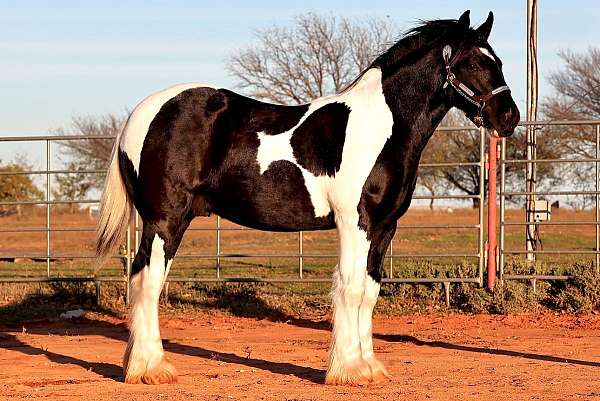 high-level-gypsy-vanner-horse