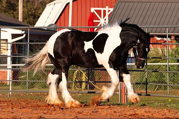 horse-of-the-year-gypsy-vanner