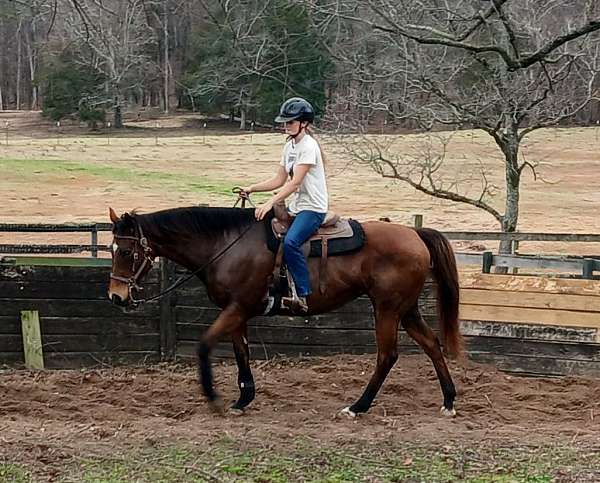 been-trail-rode-thoroughbred-horse