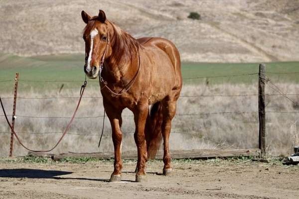 family-horse-quarter