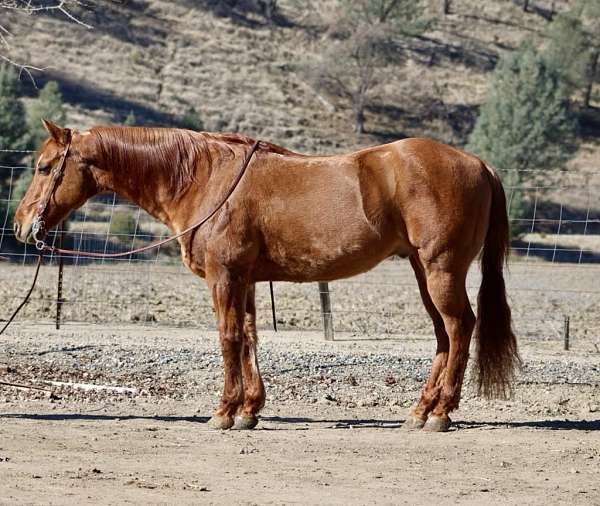 ranch-work-quarter-horse