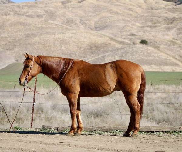 trail-quarter-horse