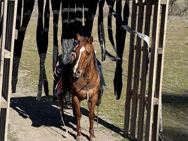 beginner-quarter-horse