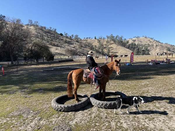 experienced-quarter-horse