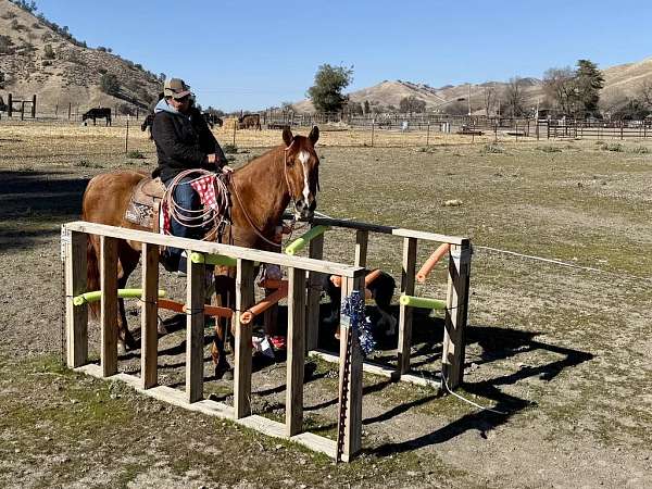 flashy-quarter-horse