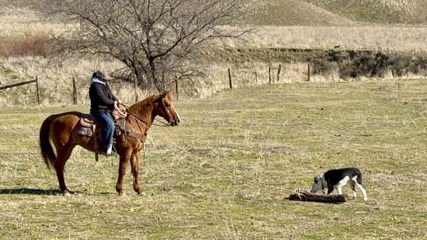 husband-safe-quarter-horse