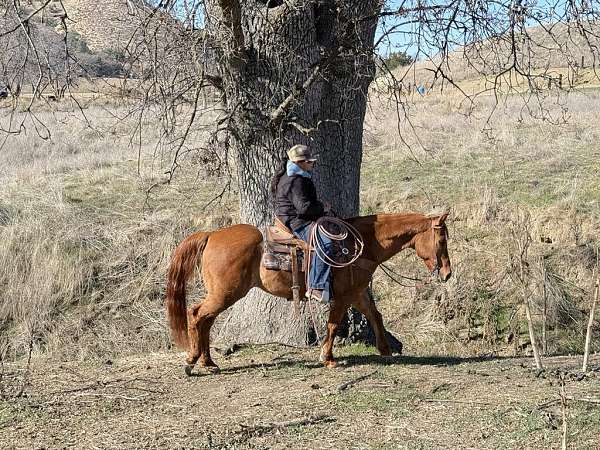 kid-safe-quarter-horse