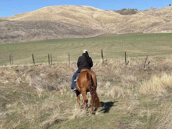 ranch-quarter-horse