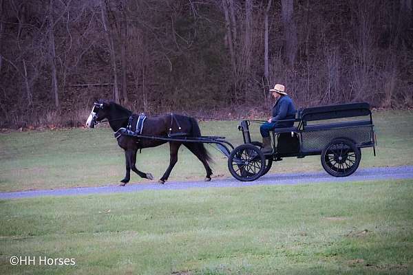 all-around-quarter-horse