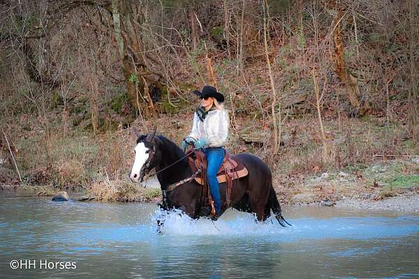 trail-quarter-horse